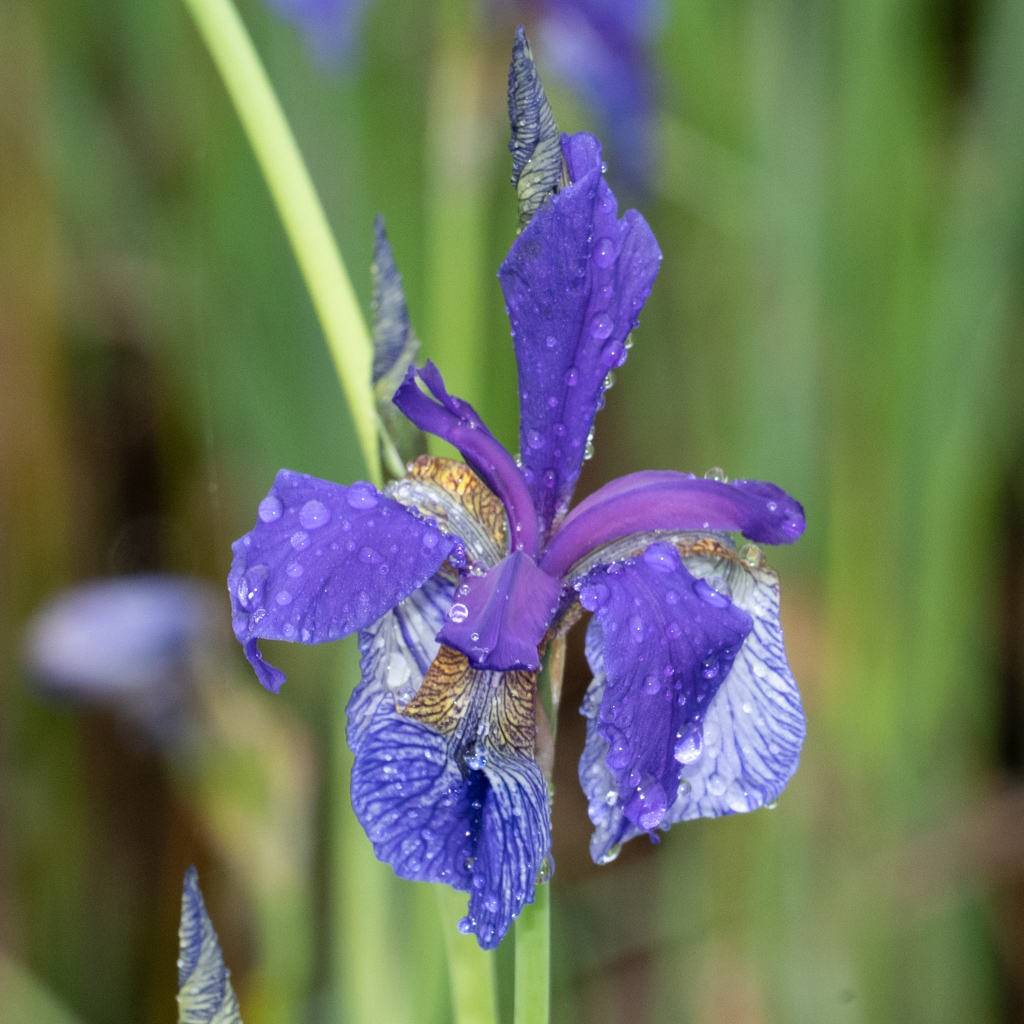 iris